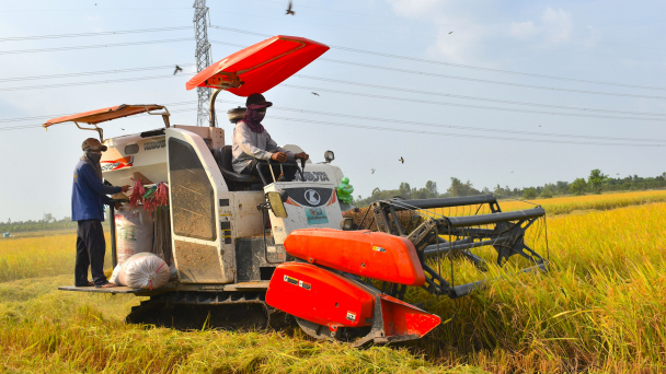 Lợi nhuận lúa đông xuân giảm 10 triệu đồng/ha