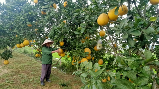 Bưởi Diễn khẳng định chỗ đứng ở 'đất bưởi' Phúc Trạch