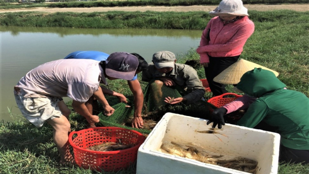 Cách làm hay của mô hình đồng quản lý trong nuôi thủy sản