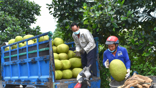 Giá mít Thái tăng trở lại