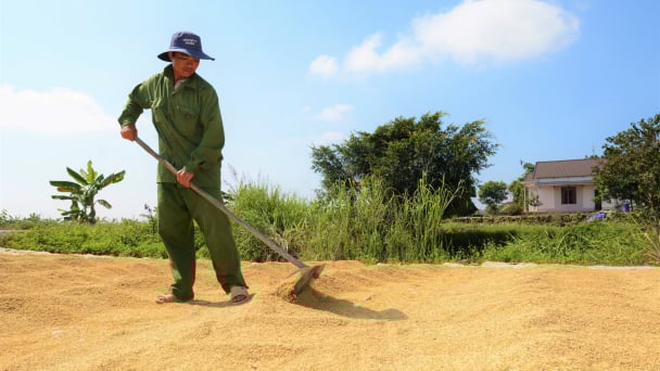 Thoát nghèo nhờ lúa đặc sản ST25 dưới chân núi lửa