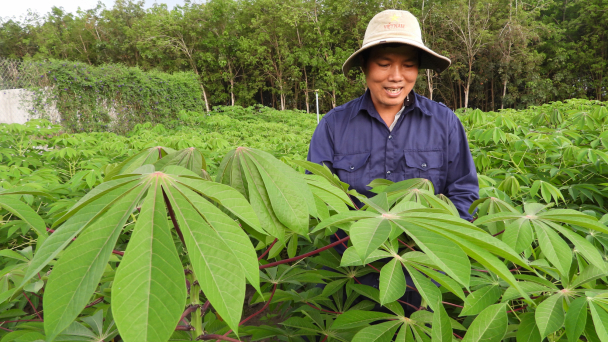 Cây sắn không có lỗi...