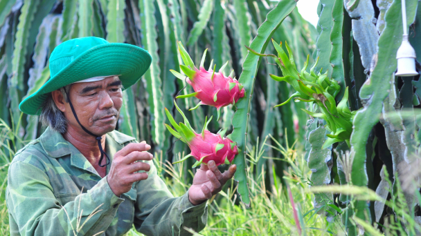 Cây làm giàu bỗng dưng điêu đứng
