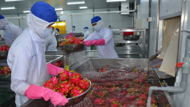 Thanh long Việt Nam không còn 'một mình một chợ'