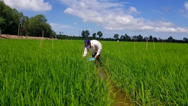 Có thể giảm 30% phân đạm mà không giảm năng suất lúa