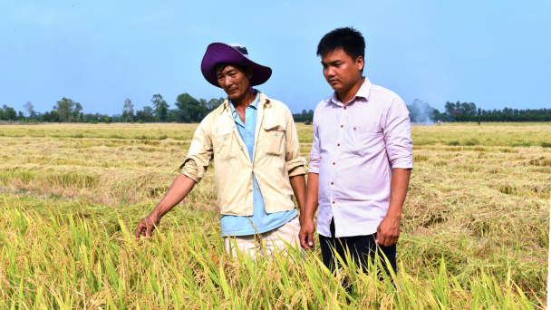 Đề xuất dứt khoát giảm diện tích lúa 3 vụ