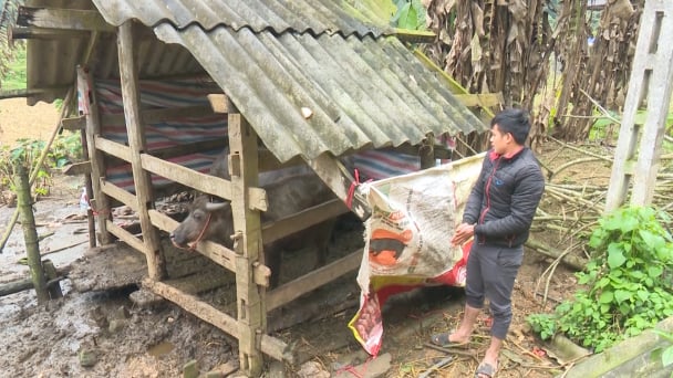Nhiều hộ dân để lợn bị chết rét
