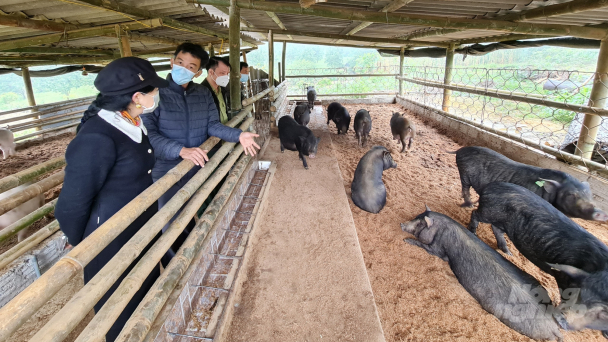 Đàn gia súc cho thịt thơm ngon từ chăn nuôi hữu cơ