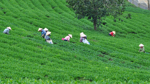 Thu hút doanh nghiệp sản xuất chè công nghệ cao
