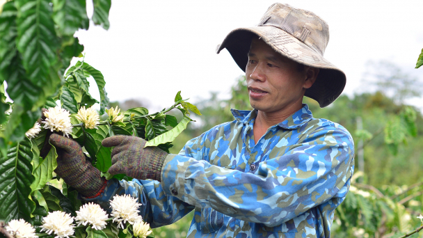 Bội thu lứa cà phê tái canh của Dự án VnSAT