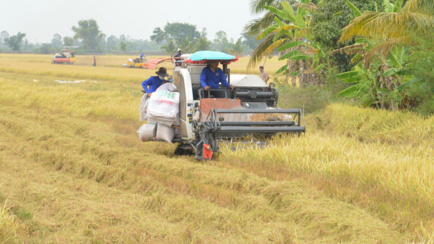 Tiết kiệm tiền tỷ nhờ cánh đồng lớn