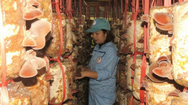 Liên kết đồng bào dân tộc thiểu số sản xuất nấm an toàn