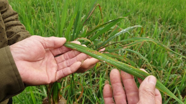 Thực hư giống lúa kháng được sâu bệnh