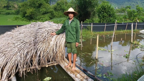 Thu nhập hàng trăm triệu đồng từ nuôi ốc nhồi trên diện tích rất nhỏ