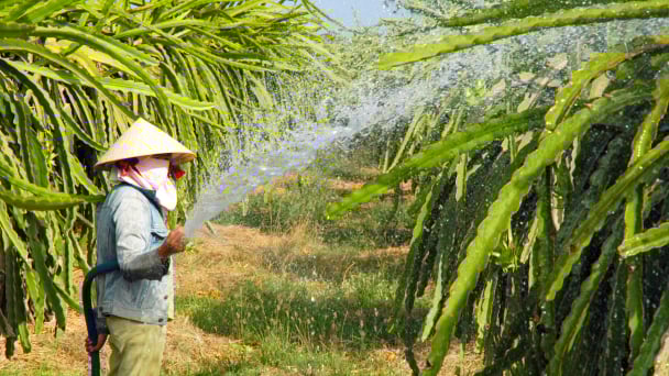 Không nên vội vàng phá bỏ thanh long