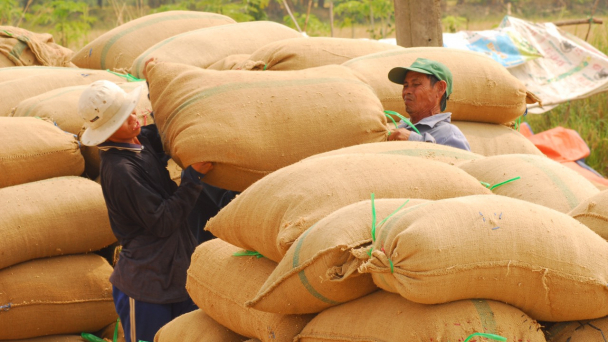Dự án VnSAT thúc đẩy xây dựng thương hiệu gạo ĐBSCL