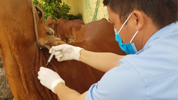 Vacxin là giải pháp hiệu quả nhất phòng chống bệnh viêm da nổi cục