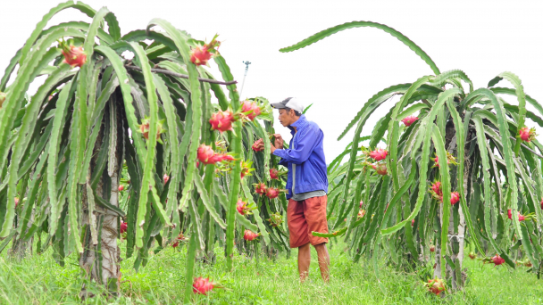 Phá bỏ thanh long lúc này là thất sách!
