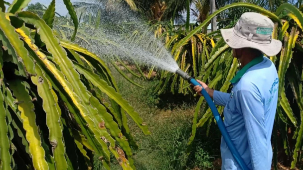 Thanh long đã phá bỏ chưa nên trồng cây dài ngày