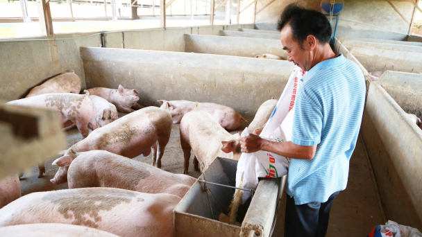 Đa lợi ích từ chăn nuôi an toàn sinh học