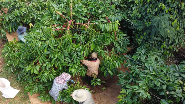 Đa lợi ích từ mô hình cà phê cảnh quan