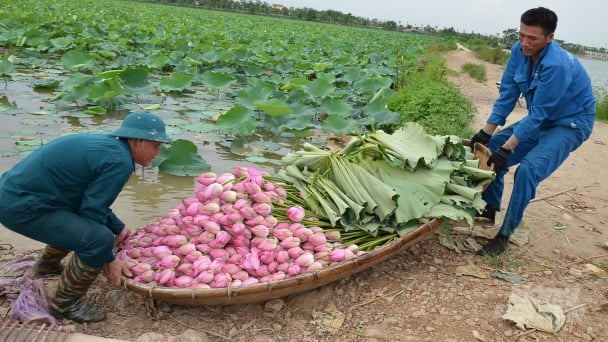 Sen hồng, sen trắng trên vùng đất trũng ngập Mê Linh
