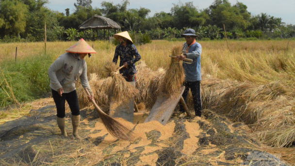 Lúa mùa Tư Việt và câu chuyện trồng lúa hữu cơ ở Kiên Giang