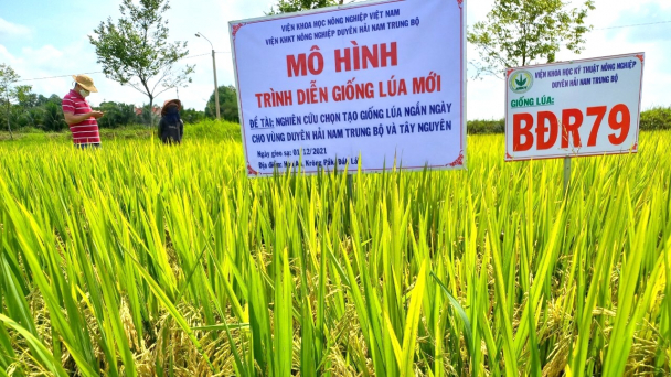 Những giống lúa chất lượng cao đầy triển vọng trên đất Tây Nguyên