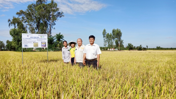 Chế phẩm vi sinh đặc biệt xử lý rơm rạ