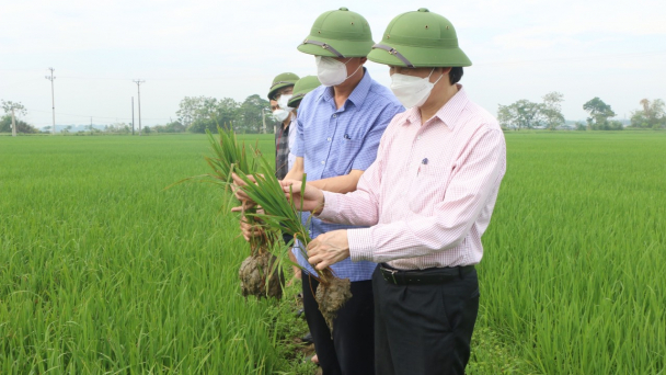 Cảnh giác bệnh đạo ôn cổ bông trên lúa đông xuân