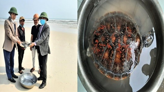 Thả đồi mồi dứa quý hiếm về biển