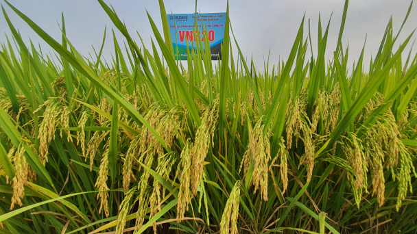 Giống lúa Vinaseed cho mùa vàng trong vụ đông xuân trầy trật