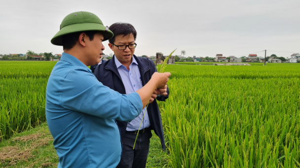 Bắc Trung bộ 'báo động đỏ' đạo ôn cổ bông