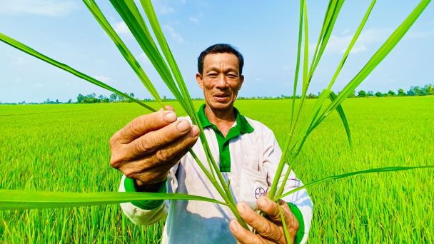 Nông dân hồ hởi tham gia mô hình lúa hữu cơ
