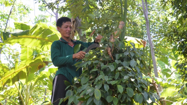 Làm nông trên lưng chừng núi giữa biển Tây