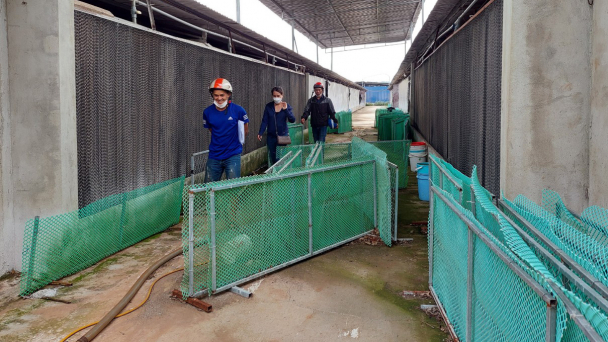 Người dân liên kết nuôi gà với Japfa Comfeed vẫn khốn đốn