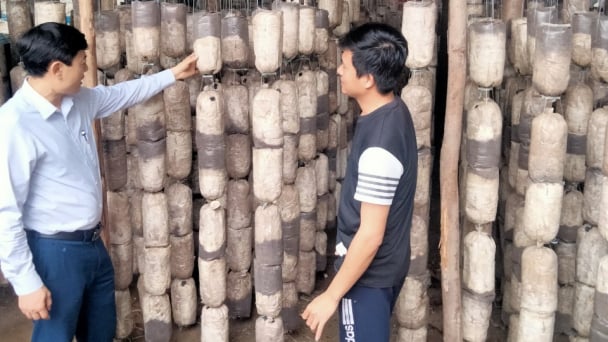 Chia sẻ kinh nghiệm của chàng trai kiên trì trồng nấm sò 14 năm