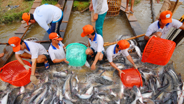 Đột phá cho ngành hàng cá tra từ ứng dụng công nghệ cao