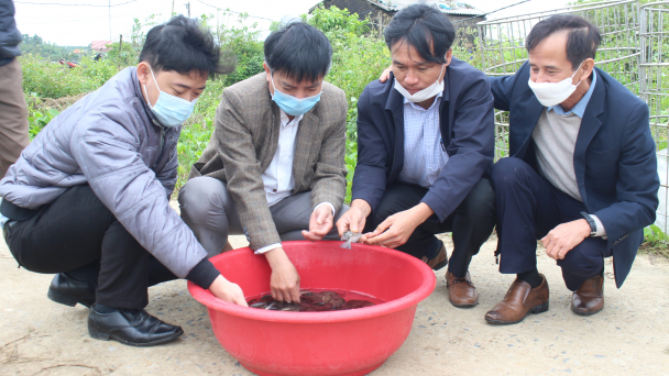 Triển khai mô hình nuôi cá dìa trong ao