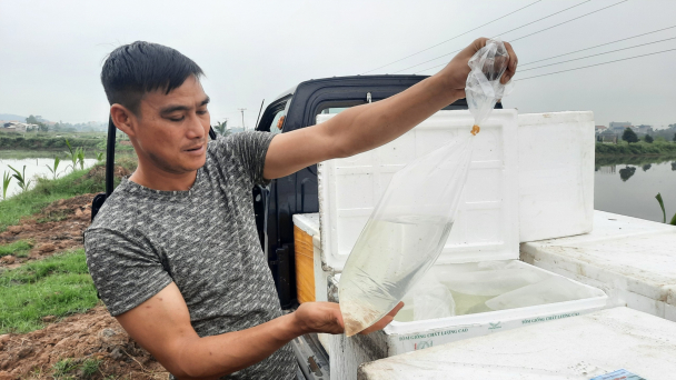 Áp dụng phương pháp mới trong mô hình lúa - rươi hữu cơ