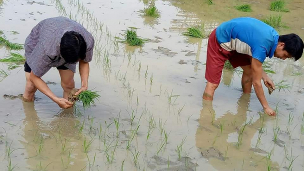 Không sử dụng giống lúa cũ để sản xuất vụ mùa
