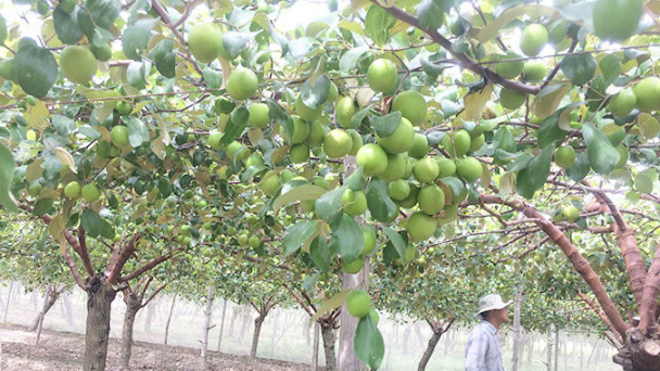 Thâm canh táo ở 'vùng đất khát, năng suất 50 tấn/ha
