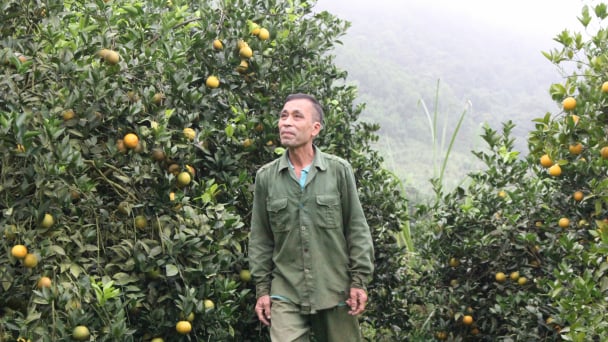 Dồn lực tái canh 1.500ha cây có múi tại Cao Phong