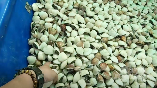 Nhuyễn thể có vỏ tận dụng tốt cơ hội thị trường sau dịch bệnh