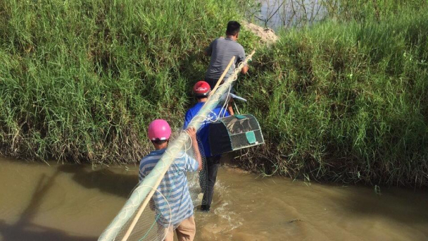 Báo động vấn nạn bẫy chim khiến đàn yến suy giảm mạnh