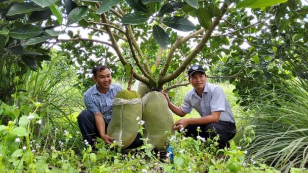 Sức hút của mít ruột đỏ OCOP 4 sao Bình Phước