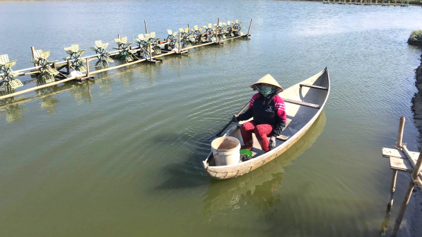 Thời tiết bất lợi, tôm nuôi nguy cơ dịch bệnh