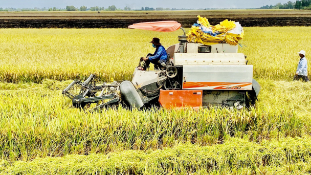 Nhìn lại chương trình phát triển lúa đặc sản của Sóc Trăng