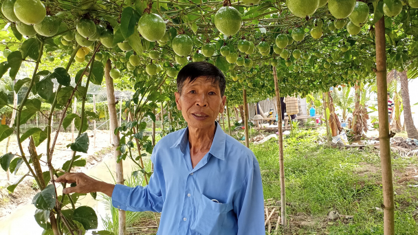 Chanh dây ngọt- đặc sản của lão nông sáng tạo