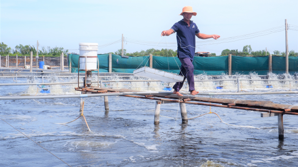 Huyện ven biển 'xứ dừa' quyết đột phá nuôi tôm biển công nghệ cao